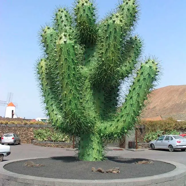 Jardin de Cactus Lanzarote Pal-lac